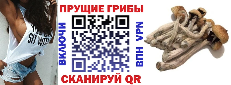 мега вход  Нея  Галлюциногенные грибы MAGIC MUSHROOMS 